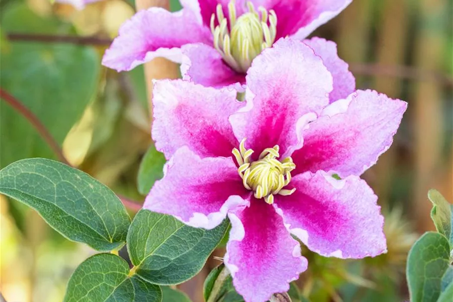 Clematis hybrida 'Piilu' Topfgröße 2 Liter, Höhe 60-100cm