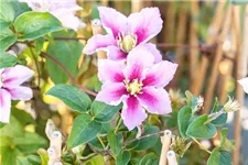 Clematis hybrida 'Piilu' Topfgröße 2 Liter, Höhe 60-100cm