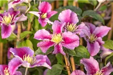 Clematis hybrida 'Piilu' Topfgröße 2 Liter, Höhe 60-100cm