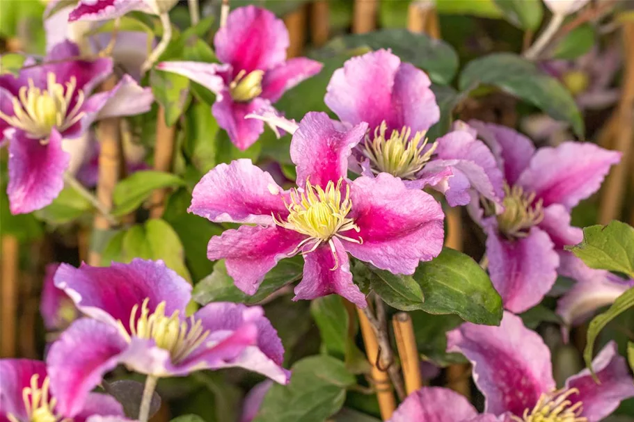 Clematis hybrida 'Piilu' Topfgröße 2 Liter, Höhe 60-100cm