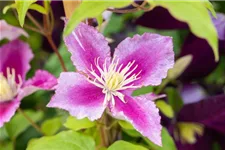 Clematis hybrida 'Piilu' Topfgröße 2 Liter, Höhe 60-100cm