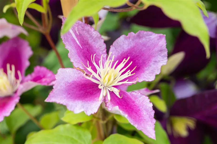 Clematis hybrida 'Piilu' Topfgröße 2 Liter, Höhe 60-100cm