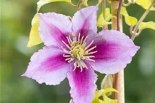 Clematis hybrida 'Piilu' Topfgröße 2 Liter, Höhe 60-100cm