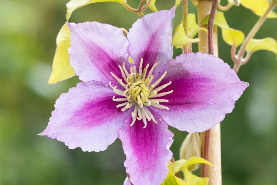 Clematis hybrida 'Piilu' Topfgröße 2 Liter, Höhe 60-100cm