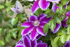 Clematis hybrida 'Ninon'® Topfgröße 2 Liter, Höhe 60-100cm