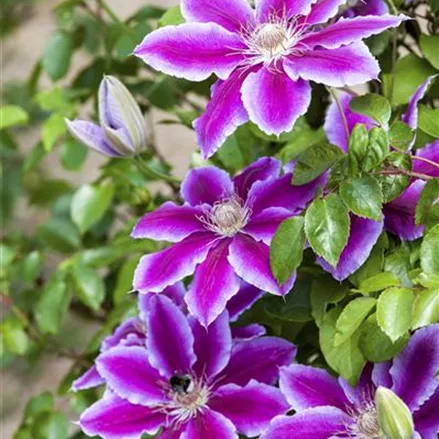 Clematis hybrida 'Ninon'®