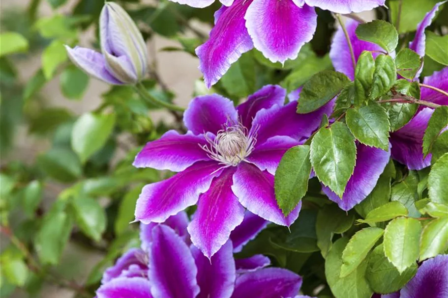 Clematis hybrida 'Ninon'® Topfgröße 2 Liter, Höhe 60-100cm