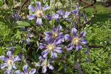 Clematis hybrida 'Ninon'® Topfgröße 2 Liter, Höhe 60-100cm