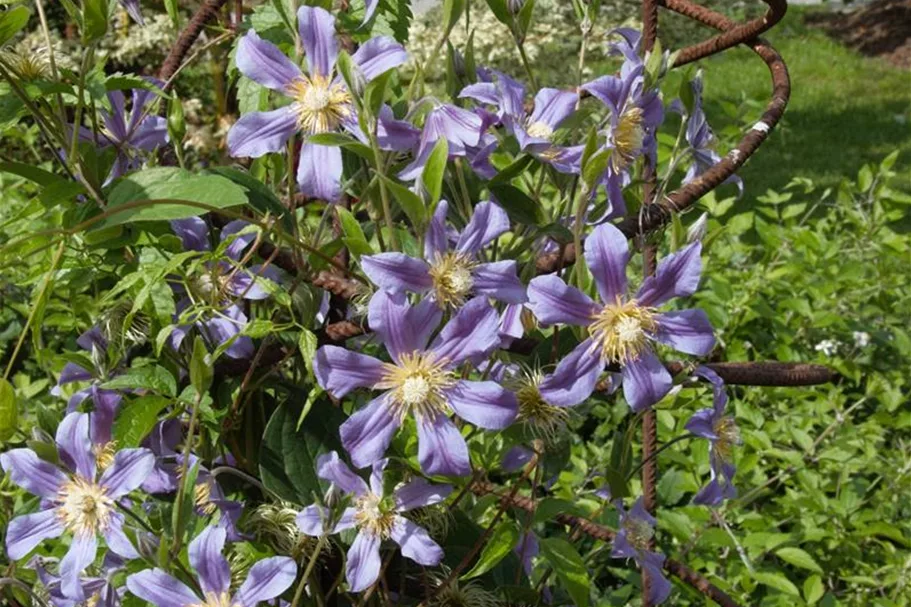 Clematis hybrida 'Ninon'® Topfgröße 2 Liter, Höhe 60-100cm