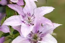 Clematis hybrida 'Ninon'® Topfgröße 2 Liter, Höhe 60-100cm