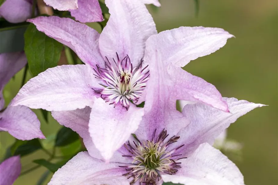 Clematis hybrida 'Ninon'® Topfgröße 2 Liter, Höhe 60-100cm