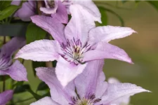 Clematis hybrida 'Ninon'® Topfgröße 2 Liter, Höhe 60-100cm