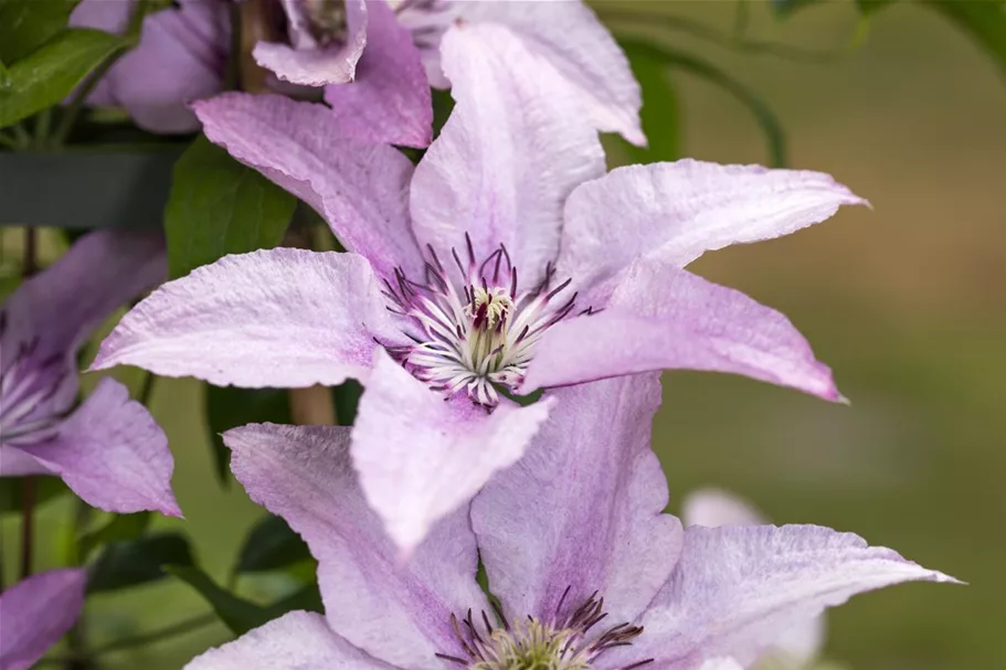 Clematis hybrida 'Ninon'® Topfgröße 2 Liter, Höhe 60-100cm