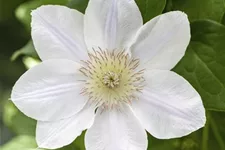 Clematis hybrida 'Apollonia' Topfgröße 2 Liter, Höhe 60-100cm