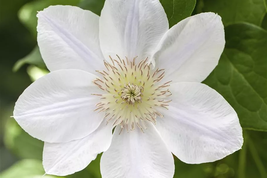 Clematis hybrida 'Apollonia' Topfgröße 2 Liter, Höhe 60-100cm