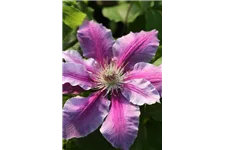 Clematis hybrida 'Nelly Moser' Topfgröße 2 Liter, Höhe 60-100cm