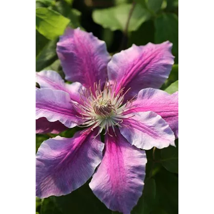 Clematis hybrida 'Nelly Moser'