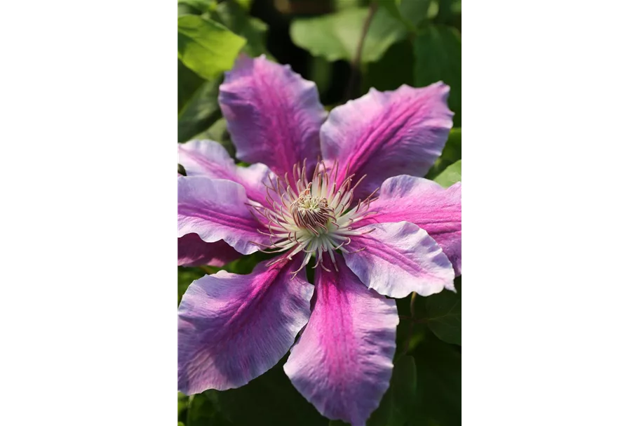 Clematis hybrida 'Nelly Moser' Topfgröße 2 Liter, Höhe 60-100cm