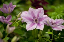 Clematis hybrida 'Nelly Moser' Topfgröße 2 Liter, Höhe 60-100cm