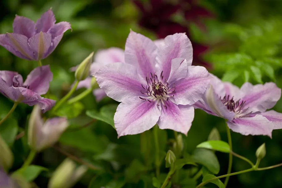 Clematis hybrida 'Nelly Moser' Topfgröße 2 Liter, Höhe 60-100cm