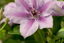 Clematis hybrida 'Nelly Moser' Topfgröße 2 Liter, Höhe 60-100cm