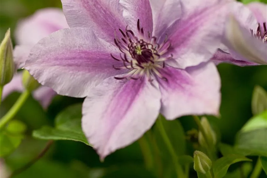 Clematis hybrida 'Nelly Moser' Topfgröße 2 Liter, Höhe 60-100cm