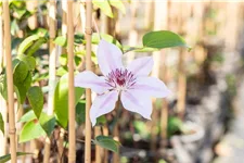 Clematis hybrida 'Nelly Moser' Topfgröße 2 Liter, Höhe 60-100cm