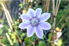 Clematis hybrida 'Nelly Moser' Topfgröße 2 Liter, Höhe 60-100cm