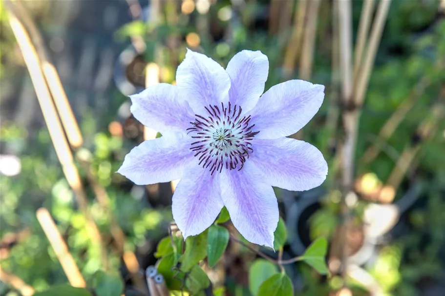 Clematis hybrida 'Nelly Moser' Topfgröße 2 Liter, Höhe 60-100cm