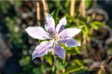 Clematis hybrida 'Nelly Moser' Topfgröße 2 Liter, Höhe 60-100cm