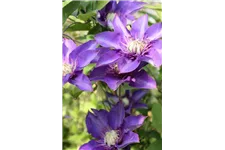 Clematis hybrida 'Multi Blue' Topfgröße 2 Liter, Höhe 60-100cm