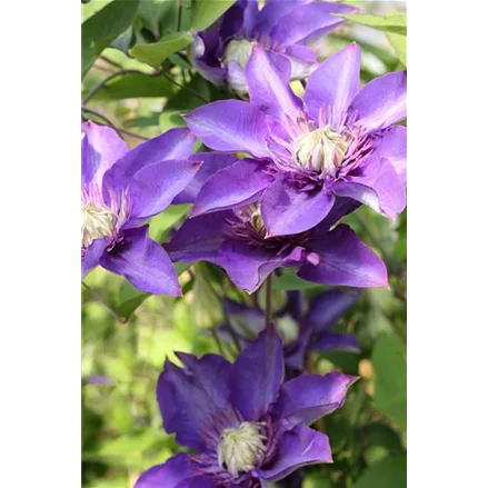 Clematis hybrida 'Multi Blue'