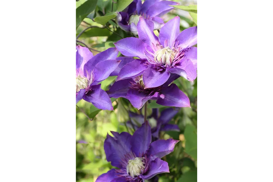 Clematis hybrida 'Multi Blue' Topfgröße 2 Liter, Höhe 60-100cm