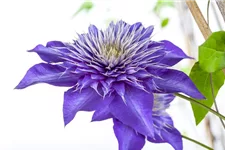 Clematis hybrida 'Multi Blue' Topfgröße 2 Liter, Höhe 60-100cm