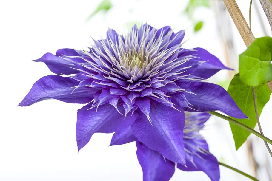 Clematis hybrida 'Multi Blue' Topfgröße 2 Liter, Höhe 60-100cm