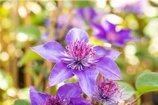 Clematis hybrida 'Multi Blue' Topfgröße 2 Liter, Höhe 60-100cm