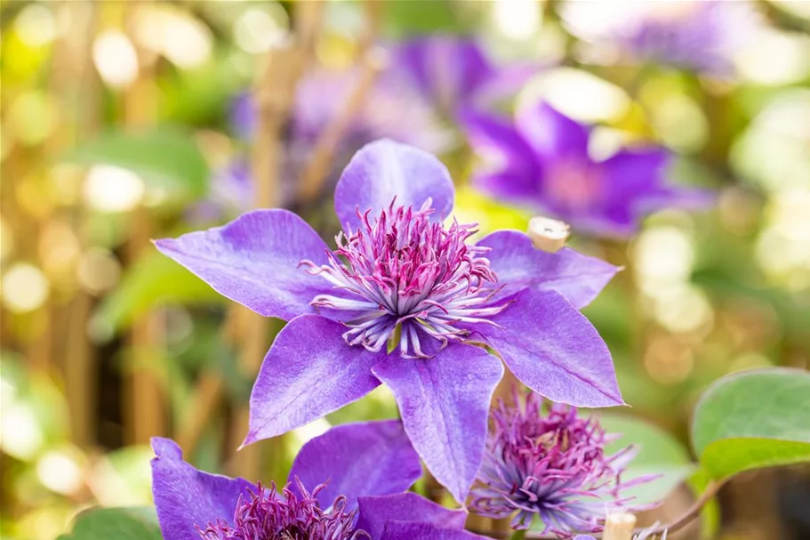 Clematis hybrida 'Multi Blue' Topfgröße 2 Liter, Höhe 60-100cm