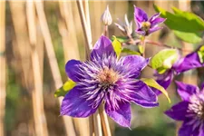 Clematis hybrida 'Multi Blue' Topfgröße 2 Liter, Höhe 60-100cm