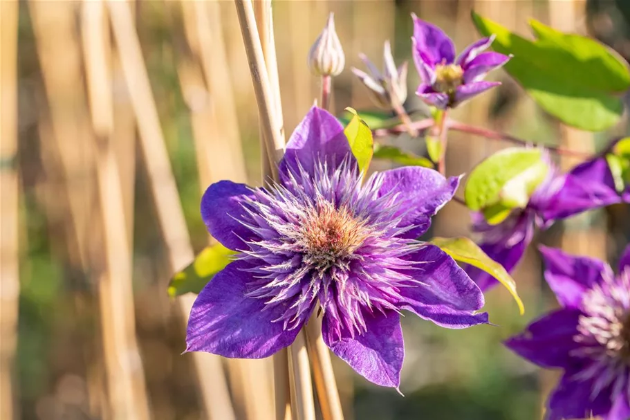 Clematis hybrida 'Multi Blue' Topfgröße 2 Liter, Höhe 60-100cm