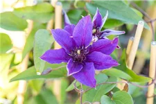 Clematis hybrida 'Multi Blue' Topfgröße 2 Liter, Höhe 60-100cm