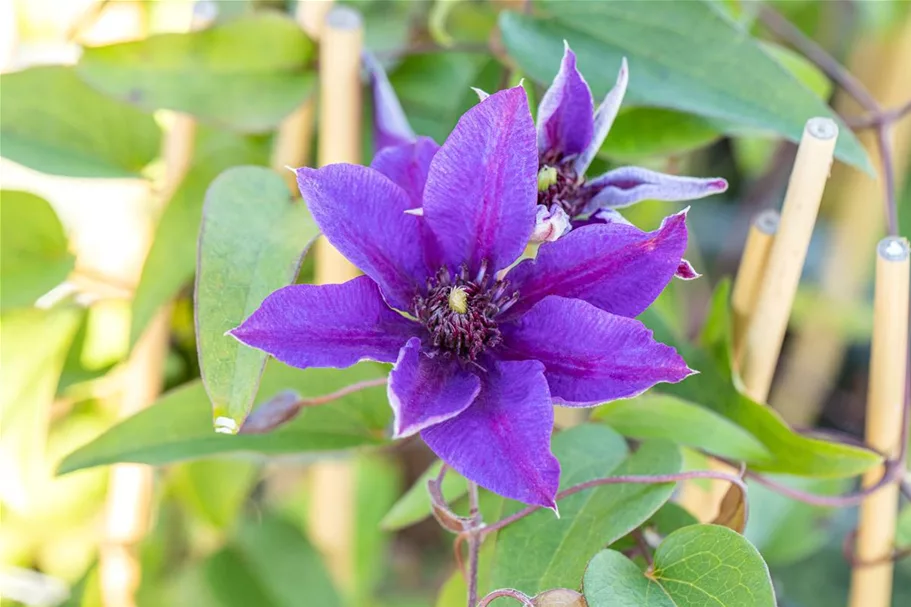 Clematis hybrida 'Multi Blue' Topfgröße 2 Liter, Höhe 60-100cm