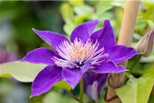 Clematis hybrida 'Multi Blue' Topfgröße 2 Liter, Höhe 60-100cm