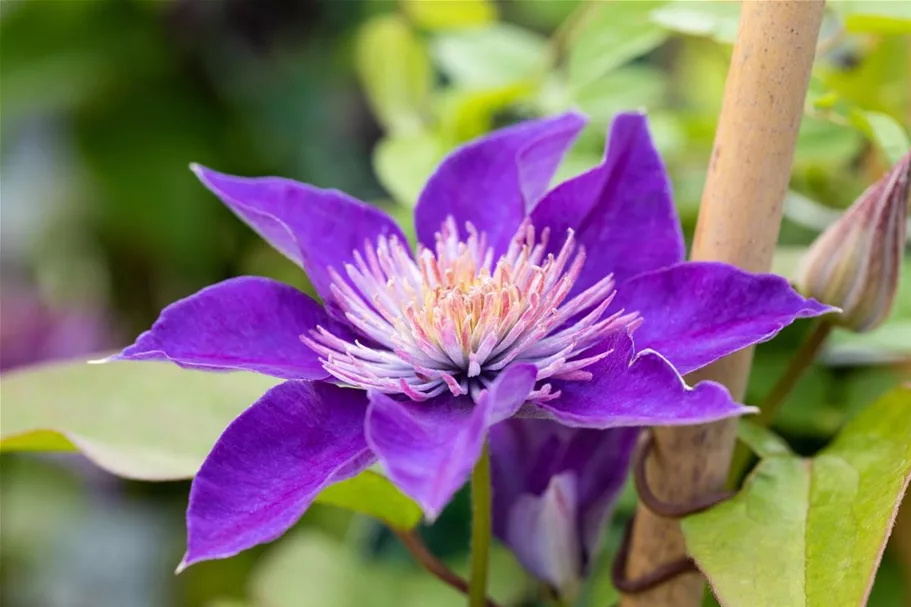 Clematis hybrida 'Multi Blue' Topfgröße 2 Liter, Höhe 60-100cm