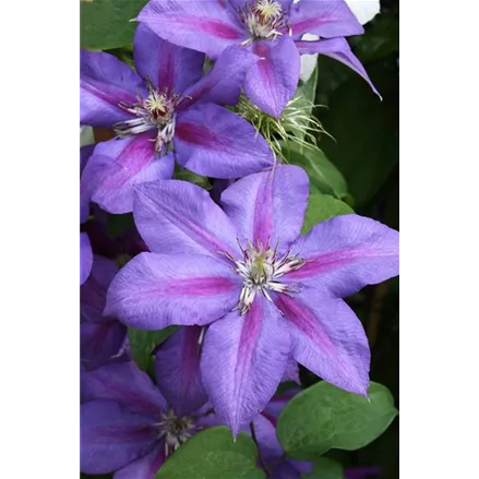 Clematis hybrida 'Mrs. N. Thompson'