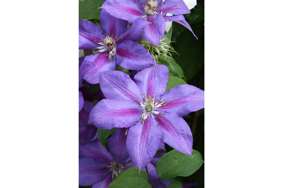 Clematis hybrida 'Mrs. N. Thompson' Topfgröße 2 Liter, Höhe 60-100cm