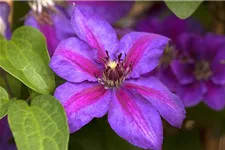 Clematis hybrida 'Mrs. N. Thompson' Topfgröße 2 Liter, Höhe 60-100cm