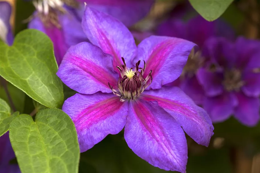 Clematis hybrida 'Mrs. N. Thompson' Topfgröße 2 Liter, Höhe 60-100cm