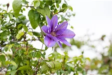 Clematis hybrida 'Mrs. N. Thompson' Topfgröße 2 Liter, Höhe 60-100cm