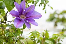 Clematis hybrida 'Mrs. N. Thompson' Topfgröße 2 Liter, Höhe 60-100cm