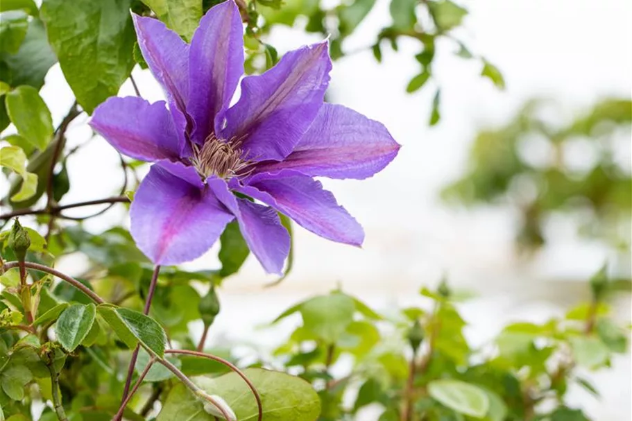 Clematis hybrida 'Mrs. N. Thompson' Topfgröße 2 Liter, Höhe 60-100cm